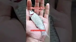 Mancing ikan wader besar #fishing #mancing #ikanwader #shorts