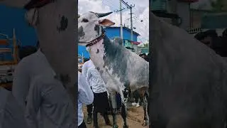 Khillar son from Maharashtra #khillarbull #cow #jaidmeel