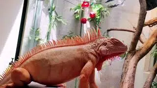 Red Albino Iguana..Very Rare Breed/morph