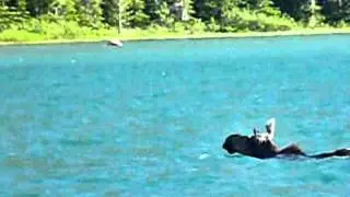 Glacier National Park - Swimming Moose in Swiftcurrent Lake, Many Glacier 2011