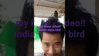 my home video!!indian myna bird #short #youtubeshorts#viral