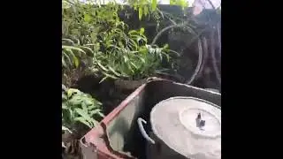 amazing video -dog fighting snake#cobra #god #dog
