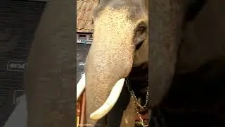 Evoor kannan 🔥 Kollam sarath
