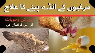 How to stop chickens eating their own eggs | How to prevent chickens from eating their eggs