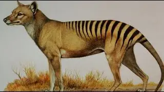 Tiere, die es einmal gab - Der Beutelwolf von Tasmanien (1933 ausgestorben)
