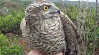 ATMACA SİFTERİ YAKALAMAK HAWK DOĞAN ŞAHİN