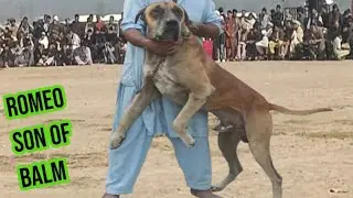 Champion bully dog romeo son of balam | amar khan ka shoq shikar | lahori blood line romeo