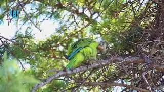 Monk parakeet Nest Building (Amazing Nesting of Monk Parots)