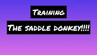 Training a Riding Donkey! Yes you can! Saddle donkey training