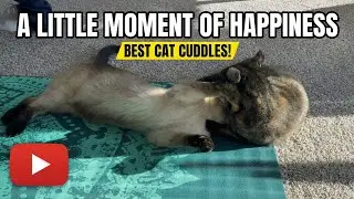 A Little Moment of Happiness BEST CAT CUDDLES