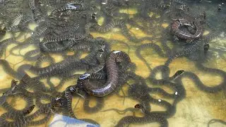 Raising crocodile snakes