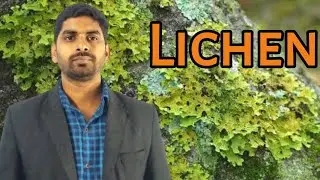 What Is Iichen In Hindi | What Is Lichen In Biology || लाइकेन क्या है