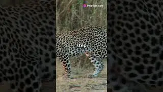 Leopard's Secret Hunting Tactics Revealed!