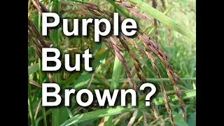 Riceberry Rice (Brown But Purple)