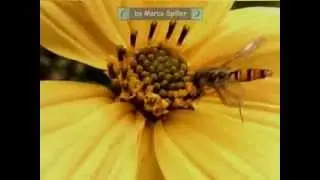 Episyrphus balteatus: marmalade hoverfly
