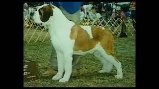 Illustrated Commentary on the Saint Bernard Standard and the AKC Standard - Height