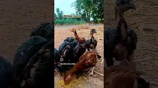 #agriculture #roosterlove #nature #rooster #chicken #roosterlover