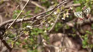 ヒメギフチョウ（チョウジザクラで吸蜜）Luehdorfiapuziloii on SakuraFlower