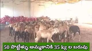 50 పొట్టేళ్ళు అమ్మకానికి 96666 61112 Biggest sheep bakra