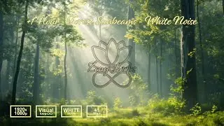 Forest Sunbeams Loop (1+ Hour) | Woodland God Rays, Floating Dust & Soft Breeze (No Music)