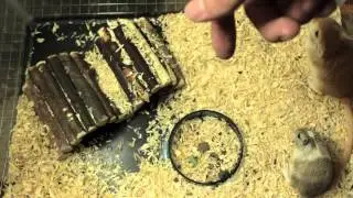 Taming your gerbil [Step by Step Guide]