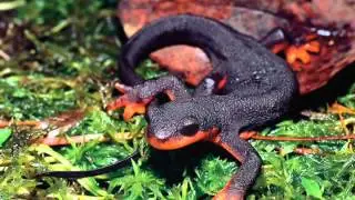 Girls' Education & Amphibian Habitat Restoration