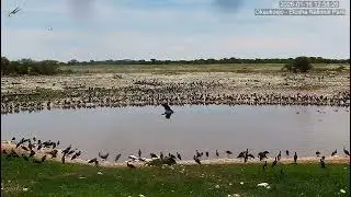 Huge flock of Abdim's Storks surround the waterhole. Okaukuejo Resort Waterhole.
