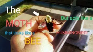 AMAZING CATCH! | The Snowberry Clearwing - a moth that looks like a bee and acts like a hummingbird!