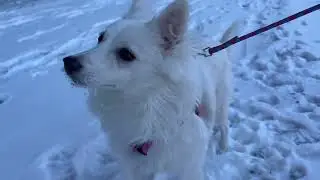 American Eskimo dog face in snow winter