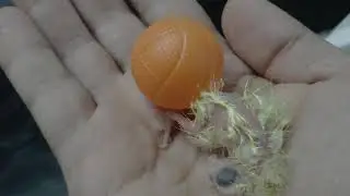 شنو صار عندما وضعت بيض الببغاء في الفقاسة؟https://youtu.be/O3sob0SwXUI الجزء2