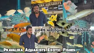 Pravalika aquarists exotic Fishe's Aquarium shop in khairtabad | ocean Fish available in Hyderabad 