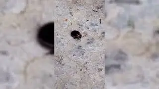 beetle mite