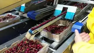 Chile Cherries Processing