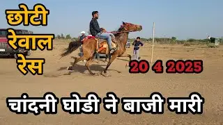 छोटी रेवाल चाल रेस | horse rewal chal racing at dhanavada abdasa kutch 2025 #horse