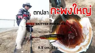 NEW RAPALA SKITTER POP ELITE 95 ใช้เหยื่อป๊อปผิวน้ำตกปลากะพงใหญ่