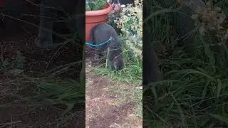 Indoor Cat Exploring the Great Outdoors: Watch My Adventure Outside