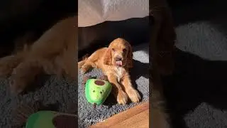 Animal Tiptop 35!  #animals #trending #ytshorts #animalshorts #animalsounds #cute #shorts