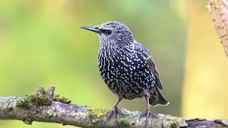 chants et cris de l'étourneau sansonnet HD/ songs & calls common starling