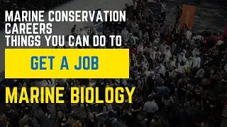 Navigating Marine Science Careers: Building Your Resume Beyond Courses and Internships