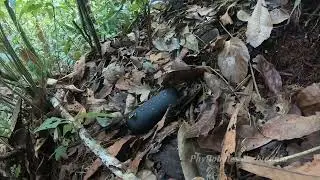 Playback experiments Phyllobates