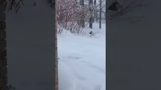 Когда ваша собака обожает холод и отказывается заходить в дом, как будто платит за аренду ❄️🐕 #vi...
