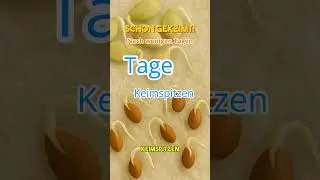 Mit K&uuml;chenpapier keimen Samen schneller &ndash; ganz ohne Erde!