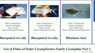 List of Fishes of Order Carangiformes Family Carangidae Part 1. trevally jack atlantic mackerel