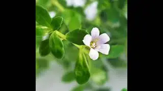 Brahmi (Bacopa monnieri): Description, Distribution medicinal benefits and side effects