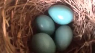 Robins nest in my back yard