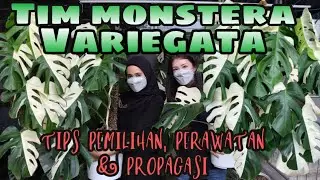 TIM MONSTERA VARIEGATA - EP 52
