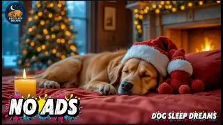 NO ADS 12 Hours Dog Anxiety Relief Music 🐾🎶 | Calm Down Fast, Feel Safe & Sleep Peacefully 💤