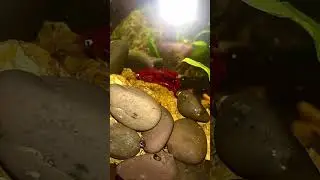 #bettashorts #bettashow #bettafishaquarium #bettafish #bettafishlover #betta #aquarium #fish