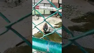 monkey drink Dew #youtube  #viral #youtube #trending #subscribe #dubai #trend #shorts #short