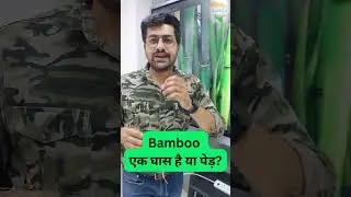 Bamboo Is a Tree Or Grass? | Explanation in the video #bamboo #grass #tree #biologyfacts #biology